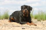 ROTTWEILER 316